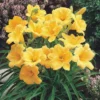 Stella De Oro Daylily 5 Pack Golden Yellow Perennial Bare Root Cold Hardy