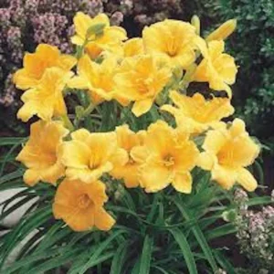 Stella De Oro Daylily 5 Pack Golden Yellow Perennial Bare Root Cold Hardy