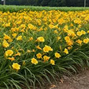 Stella De Oro Daylily 5 Pack Golden Yellow Perennial Bare Root Cold Hardy