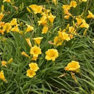 Stella De Oro Daylily 5 Pack Golden Yellow Perennial Bare Root Cold Hardy