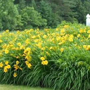 Stella De Oro Daylily 5 Pack Golden Yellow Perennial Bare Root Cold Hardy
