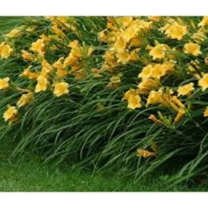 Stella De Oro Daylily 5 Pack Golden Yellow Perennial Bare Root Cold Hardy