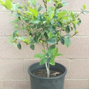 'Stellar Ruby' Magnolia Live Plant - 3 Gallon Pot - Ruby Red Blossoms