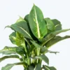 Sterling Dieffenbachia Plant - 2.5 Inch Potted Houseplant