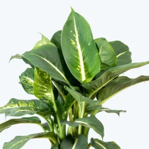 Sterling Dieffenbachia Plant - 2.5 Inch Potted Houseplant