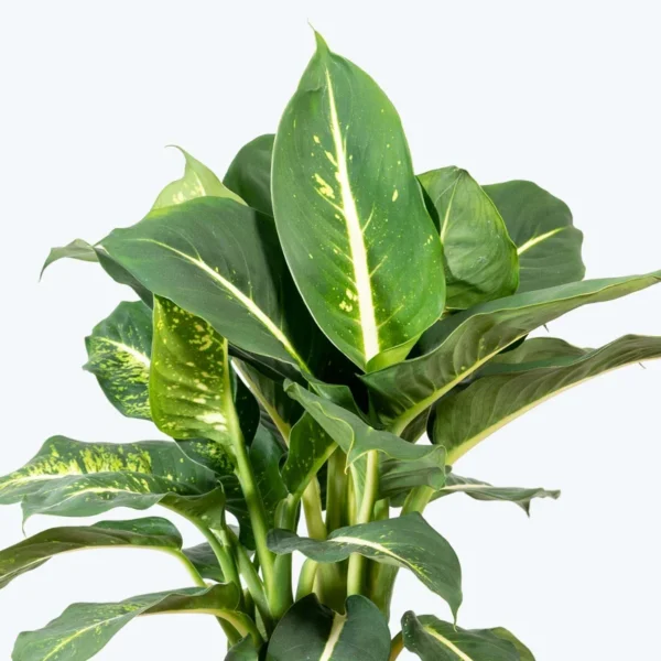Sterling Dieffenbachia Plant - 2.5 Inch Potted Houseplant