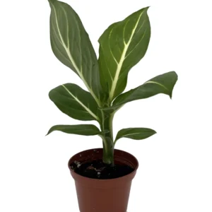 Sterling Dieffenbachia Plant - 2.5 Inch Potted Houseplant