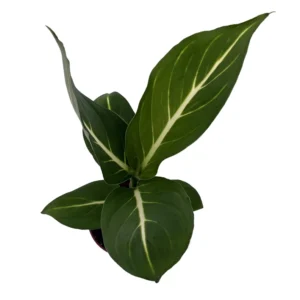 Sterling Dieffenbachia Plant - 2.5 Inch Potted Houseplant