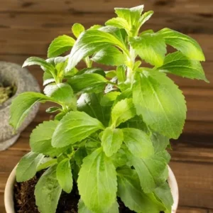 Stevia Plant 2-Pack Live Sweet Leaf Herb 4-6 Inch Green in Pot