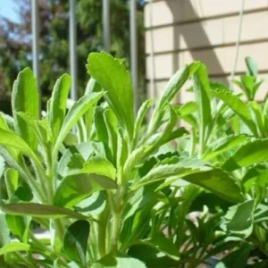 Stevia Plant 2-Pack Live Sweet Leaf Herb 4-6 Inch Green in Pot