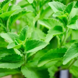 Stevia Plant 2-Pack Live Sweet Leaf Herb 4-6 Inch Green in Pot
