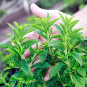 Stevia Plant 2-Pack Live Sweet Leaf Herb 4-6 Inch Green in Pot
