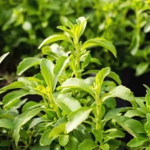 Stevia Plant 2-Pack Live Sweet Leaf Herb 4-6 Inch Green in Pot