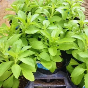 Stevia Plant Live Set of 2 - Sweet Leaf Herb Plant in 4'' Pot