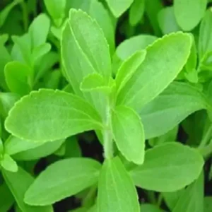 Stevia Plant Live Set of 2 - Sweet Leaf Herb Plant in 4'' Pot