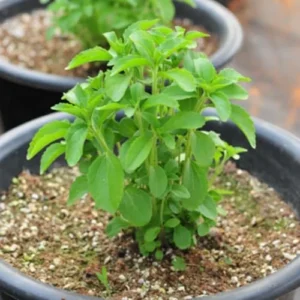 Stevia Plant Live Set of 2 - Sweet Leaf Herb Plant in 4'' Pot