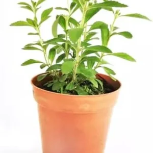 Stevia Plant Live Set of 2 - Sweet Leaf Herb Plant in 4'' Pot
