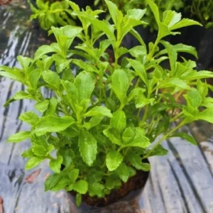 Stevia Plant Live Set of 2 - Sweet Leaf Herb Plant in 4'' Pot