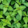 Stinging Nettle Plants - 10 Bare Roots Urtica Dioica - Organic Transplant