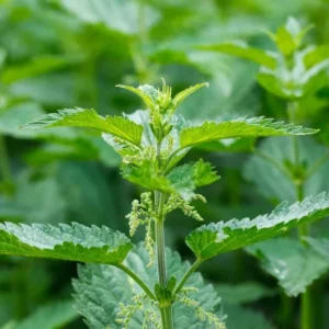 Stinging Nettle Plants - 10 Bare Roots Urtica Dioica - Organic Transplant