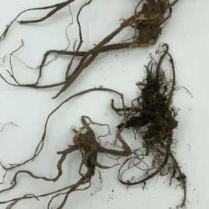 Stinging Nettle Plants - 10 Bare Roots Urtica Dioica - Organic Transplant