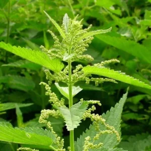 Stinging Nettle Plants - 10 Bare Roots Urtica Dioica - Organic Transplant