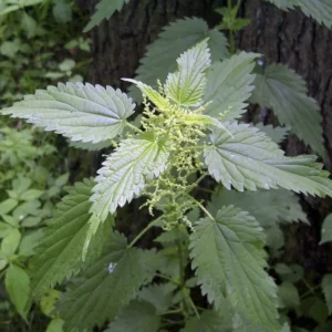 Stinging Nettle Plants - 10 Bare Roots Urtica Dioica - Organic Transplant