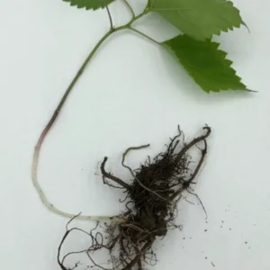 Stinging Nettle Plants - 10 Bare Roots Urtica Dioica - Organic Transplant