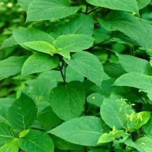 Stone Root Collinsonia Canadensis - Bare Root Organic Wildflower Perennial