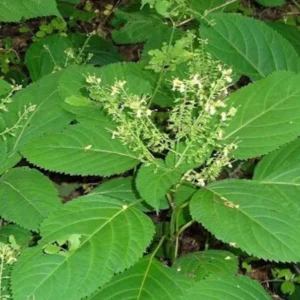 Stone Root Collinsonia Canadensis - Bare Root Organic Wildflower Perennial