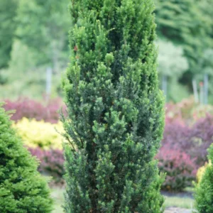 Stonehenge Yew Taxus Media - 4
