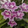 Strawberry Ice Streptocarpus Plant - 4 Inch Pot - Collector's Series