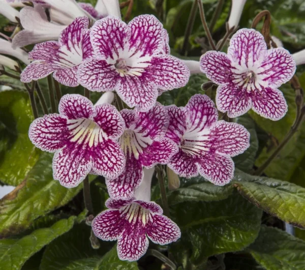 Strawberry Ice Streptocarpus Plant - 4 Inch Pot - Collector's Series