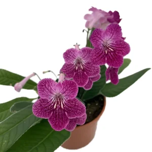 Strawberry Ice Streptocarpus Plant - 4 Inch Pot - Collector's Series