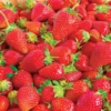 Strawberry Plant 50 Pack Junebearing Perennial Fruit Plants