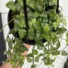 String of Arrows Plant - Ceropegia Woodii - 2.5 Inch Pot - Collector's Series