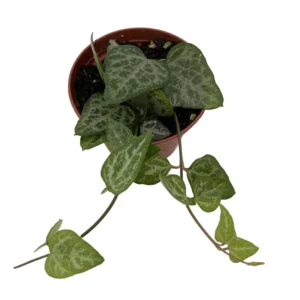 String of Arrows Plant - Ceropegia Woodii - 2.5 Inch Pot - Collector's Series