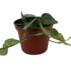 String of Arrows Plant - Ceropegia Woodii - 2.5 Inch Pot - Collector's Series