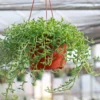 String of Dolphins Succulents - Senecio Peregrinus - 4 inch Potted Plant