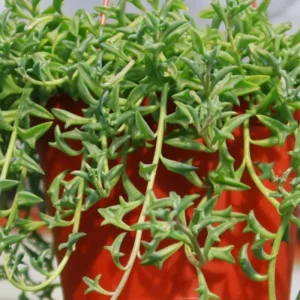 String of Dolphins Succulents - Senecio Peregrinus - 4 inch Potted Plant