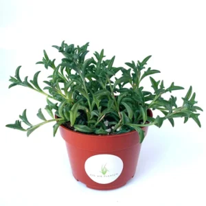 String of Dolphins Succulents - Senecio Peregrinus - 4 inch Potted Plant