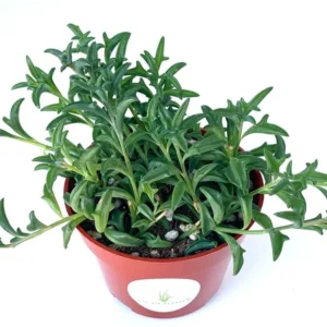 String of Dolphins Succulents - Senecio Peregrinus - 4 inch Potted Plant