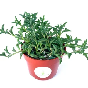 String of Dolphins Succulents - Senecio Peregrinus - 4 inch Potted Plant