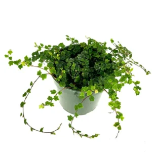 String of Frogs Houseplant Ficus Pumila Quercifolia - Easy Care Indoor Plant