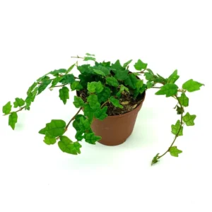 String of Frogs Houseplant Ficus Pumila Quercifolia - Easy Care Indoor Plant