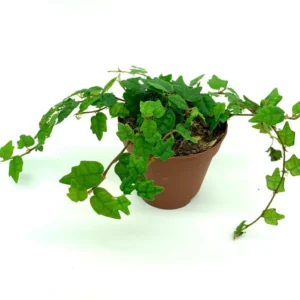 String of Frogs Houseplant Ficus Pumila Quercifolia - Easy Care Indoor Plant