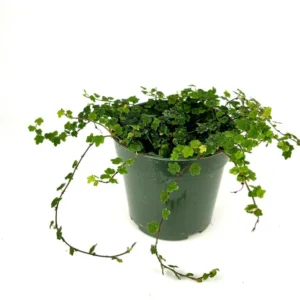 String of Frogs Houseplant Ficus Pumila Quercifolia - Easy Care Indoor Plant