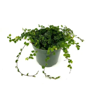 String of Frogs Houseplant Ficus Pumila Quercifolia - Easy Care Indoor Plant