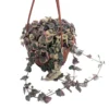 String of Hearts Rosary Vine - 4 Inch Hanging Basket - Ceropegia woodii - SALE