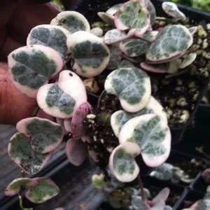 String of Hearts Rosary Vine - 4 Inch Hanging Basket - Ceropegia woodii - SALE